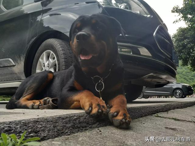 罗威那赛级犬:罗威纳什么情况下会咬主人？