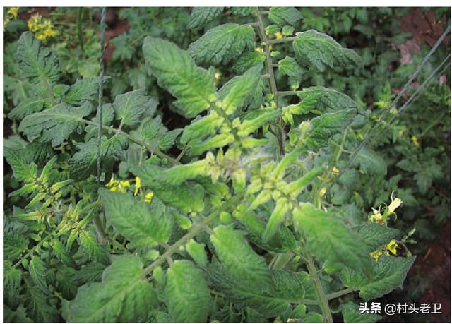 植物必需的营养元素:果树生长发育不可或缺的营养物质有哪些？