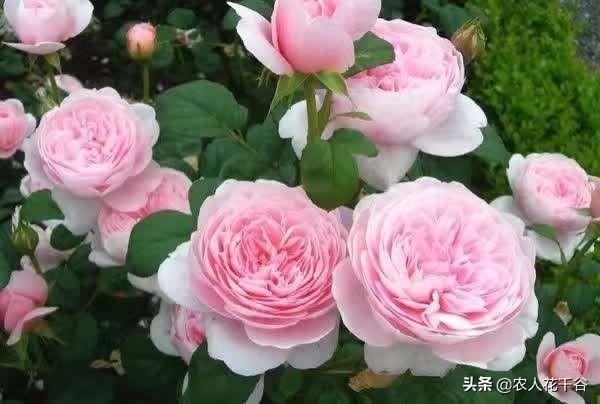 vents月季花品种介绍及图片:能不能推荐一种勤花多季、有香味的爬藤月季？