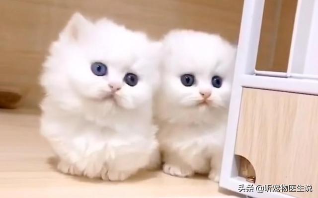 ayn 宠物用药:猫用复方非泼罗尼滴剂可以给狗狗可以用吗？