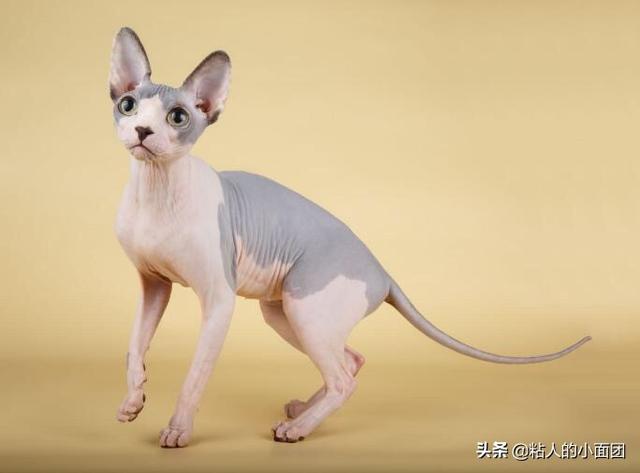 猫品种大全及图片:什么品种的猫最温顺？最可爱？