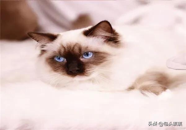 翻肠子:猫“翻肠子”是怎么回事？有药物吗？ 翻肠子是什么意思