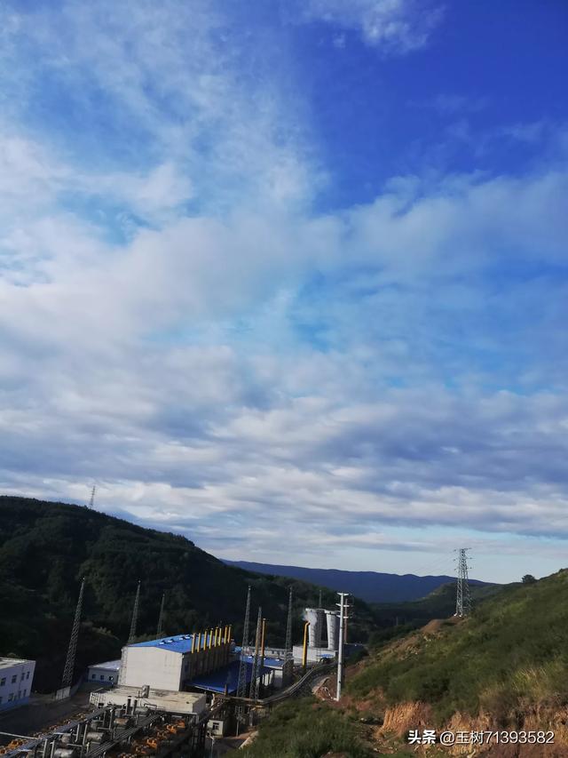 观电影金牌流浪狗后感:为什么流浪狗喜欢群居？真可怜？