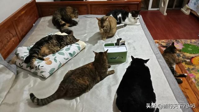 被猫抓了一下轻微破皮要打针吗:被自己家的猫咬破皮了要打针吗？