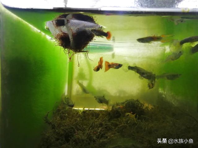 鱼缸褐藻,土霉素能杀死鱼缸内褐藻吗？
