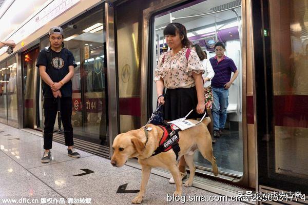 导盲犬珍妮和陈燕:导盲犬是知道主人的目的地的？还是只是协助行走？
