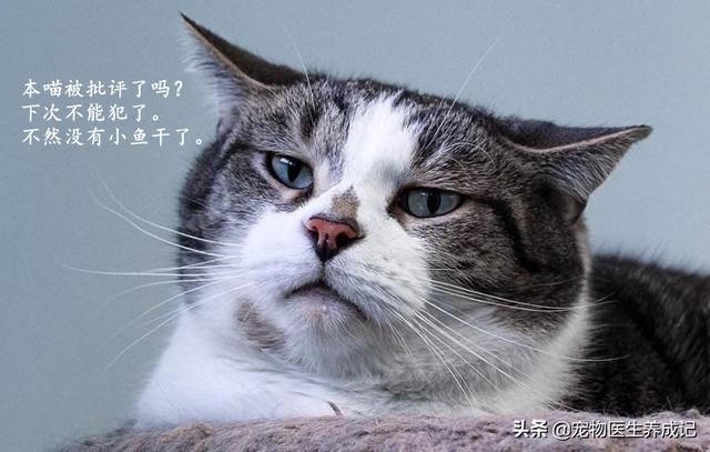 猫的训练:猫的训练方法如下 不打猫，怎么样才能让猫变乖？