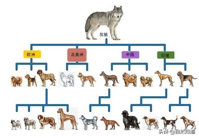 改变世界的犬类 mkv:流浪狗在野外是否有可能发展成狼群？
