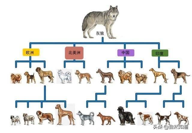 改变世界的犬类全集:按达尔文的理论来看，所有的不同类的狗最终会进化成同一种狗吗？