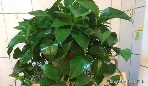观叶植物营养液花之侣:绿萝黄叶有什么好的营养液吗？