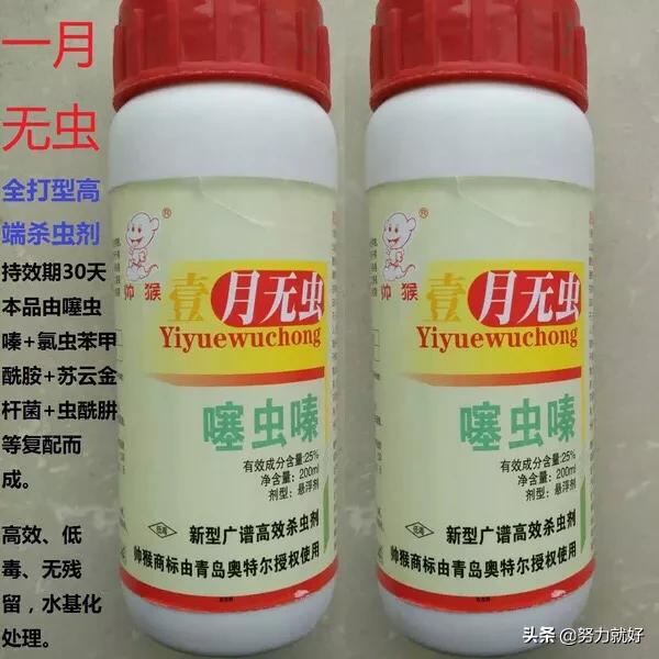 玉米地蚜虫怎么防治:玉米现在病虫害应该怎样防治？