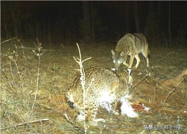 美国卷耳猫幼崽:美国短尾猫打的过郊狼吗？ 美国卷耳猫幼崽多少钱一只