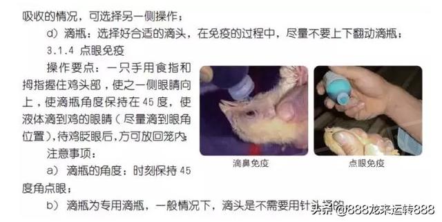 信鸽疫苗什么时候打最好:得了新城疫的鸽子能做新城疫苗吗？