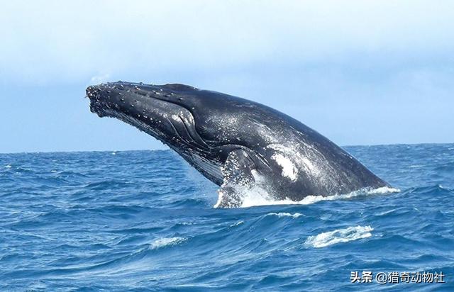 瓜头鲸生活过程:鲸生活在水中，为什么没进化出在水下呼吸的能力呢？