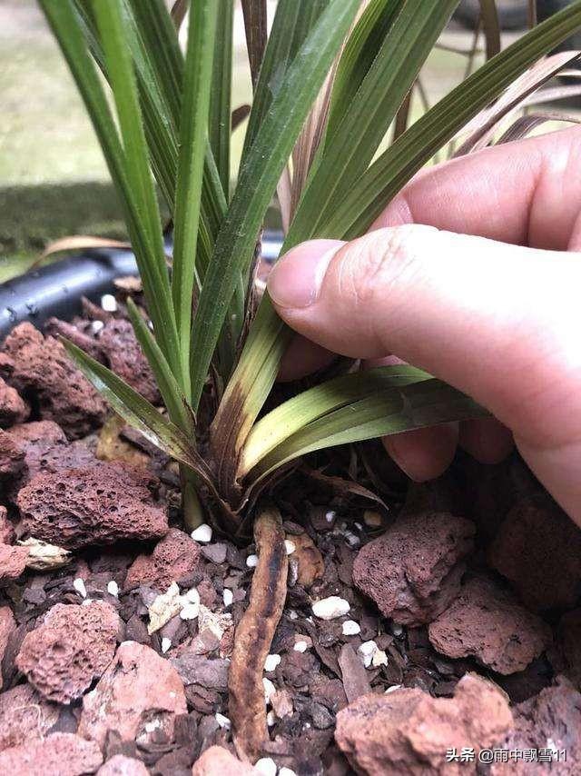 頭條問答 - 蘭花新芽爛了怎麼治?