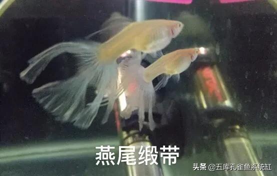 环纹:孔雀鱼普通体、缎带体、缎带大C、蝶翼、燕尾有什么不同？
