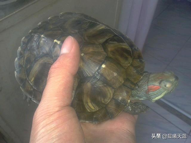 乌龟白眼病治疗:请教一下巴西红耳龟的白眼病到底怎么治？