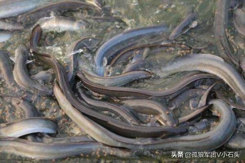 锦鲤鱼常见病指环虫:夏季鳗鱼指环虫高发期，如何做到驱虫、生长两不误？