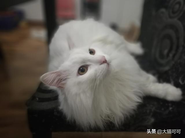 头条问答 你洗澡时猫咪老是蹲在门口吗 它是守护你么 大猫可可的回答 0赞