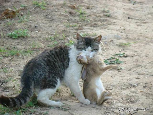 草原斑猫和亚洲野猫:为什么人类几千年了都没驯化猫？ 非洲野猫和狸花猫的区别