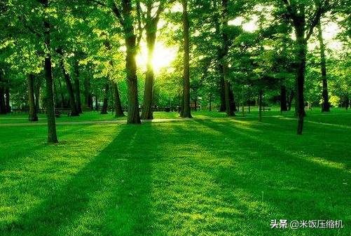coco奶茶店的珍珠奶茶,在家能自己做吗？
