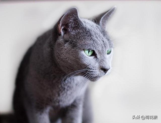 猫咪的品种及特征:黑猫警长和汤姆猫、布奇先生、图多盖洛小姐各是什么品种的猫？