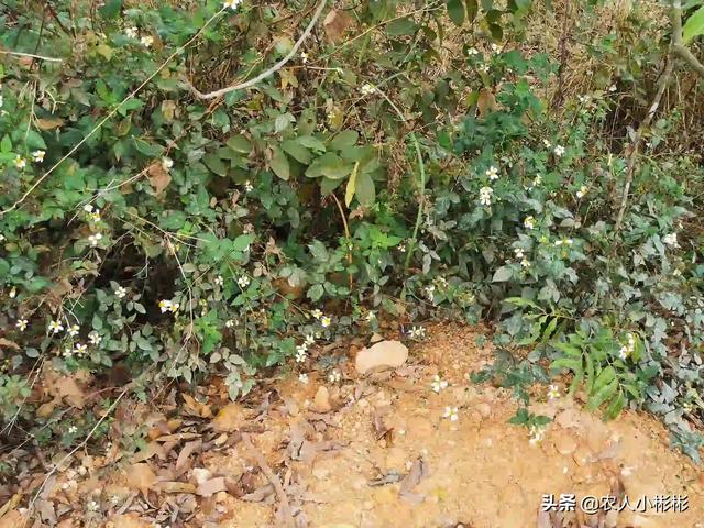 小彬彬前妻:房前屋后用什么药彻底除杂草？