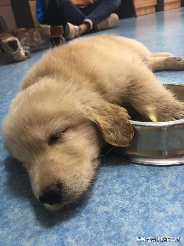 金毛狗图片:怎么挑选金毛幼犬？养狗经验不多？