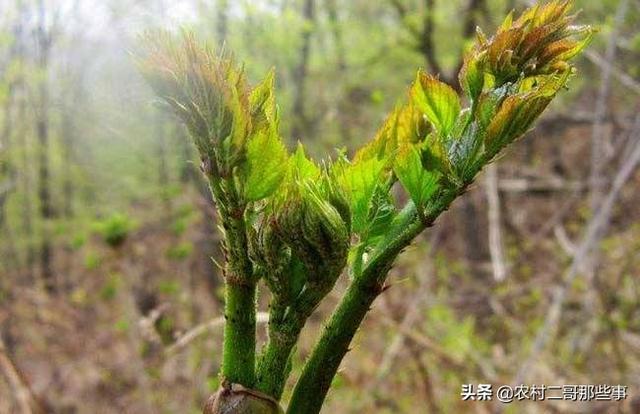 刺嫩芽的露天栽培与温室速成技术有哪些？