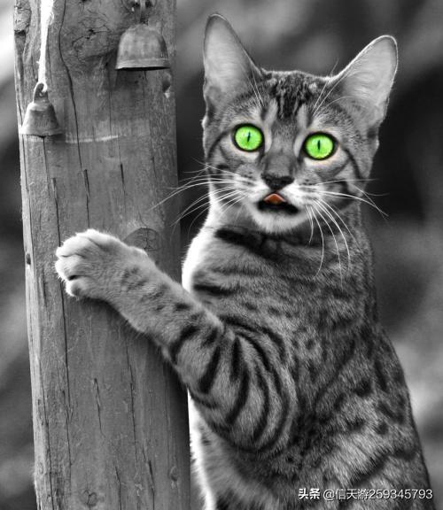 猫狗大战2猫怪的复仇:猫害怕黄瓜，狗害怕什么呢？