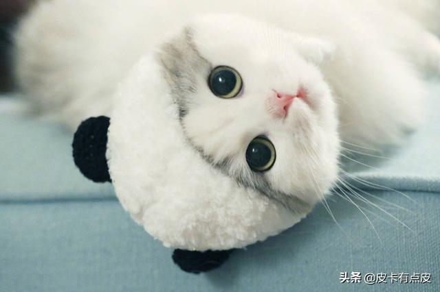 猫猫栽培攻略粉图:第一次养小猫咪，需要注意什么呢？ 猫猫栽培