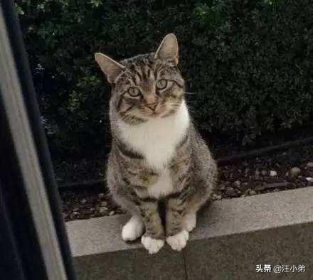 猫咪不乖:我养了一只猫，它很不乖，很凶，我能放弃它吗？ 猫咪不乖应该怎么教训