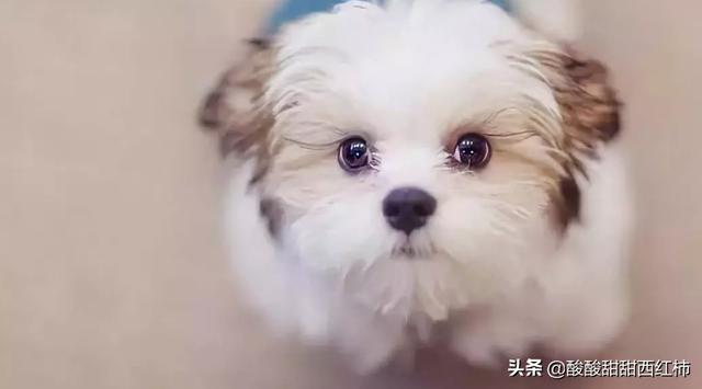 小狗上吐下泻不进食怎么办:狗狗呕吐不吃饭，而且还拉稀该怎么办？