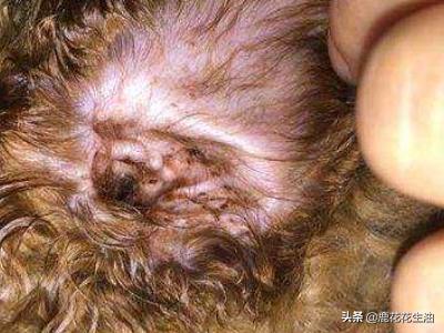 耳螨:狗狗耳螨在家怎么治疗，在家怎么治疗狗耳螨？ 耳螨怎么治