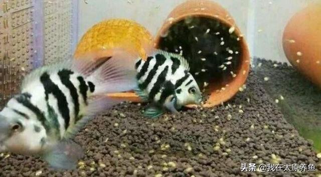 迷你鹦鹉鱼的饲养环境:迷你鹦鹉鱼孵化需要几天？