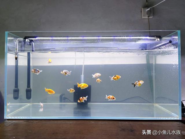 鱼缸换水需要困吗，鱼缸换水困水中，100L水在暴氧的情况下困多久可以换水？