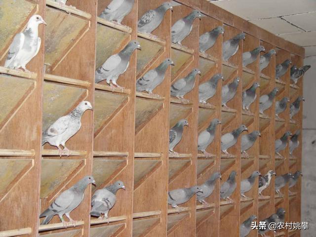 仑替鸽子蚌埠:什么鸽子体型大繁殖能力强？