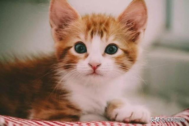 宠物猫的种类:1个月大的幼猫怎么分辨田园猫和宠物猫？