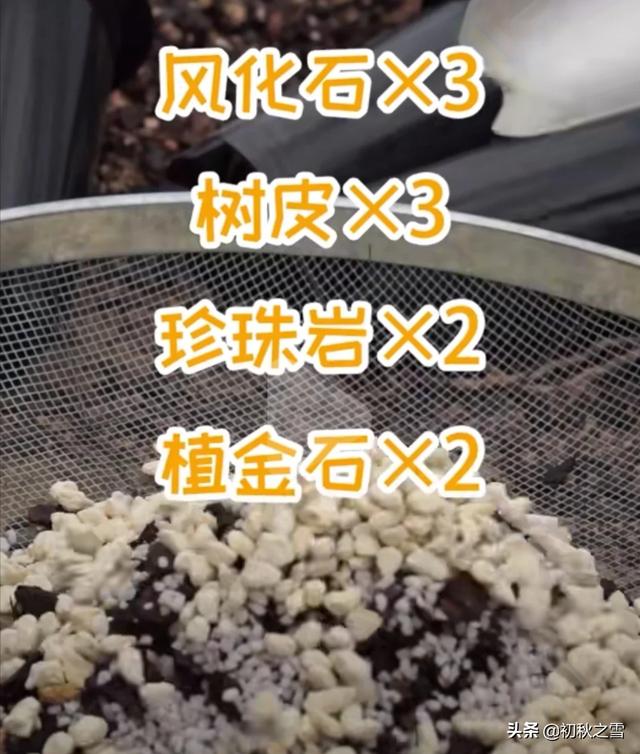 黄水仙 怎么养:春兰九仙牡丹怎么养？九仙牡丹怎么上盆？