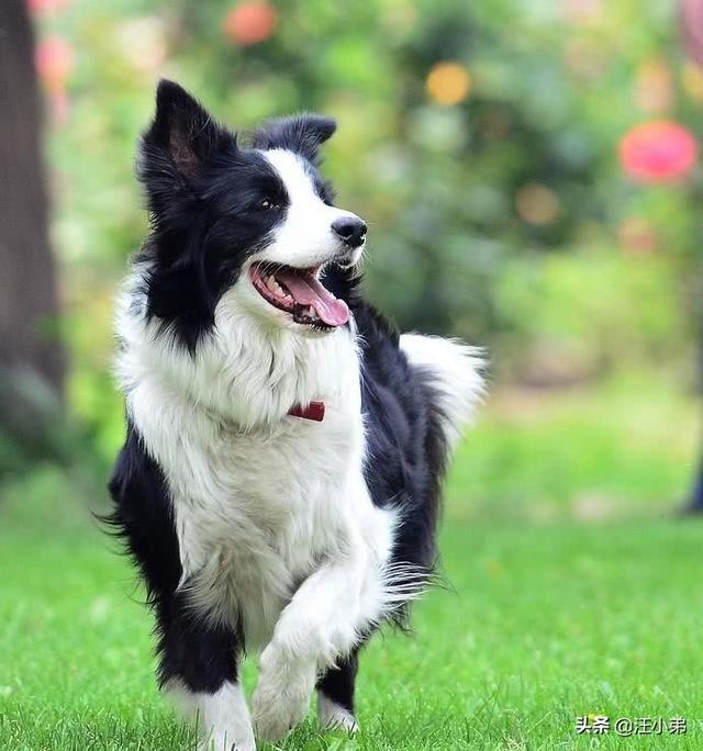 伯恩山犬 边牧:有人说边境牧羊犬不适合家养，是这样吗？