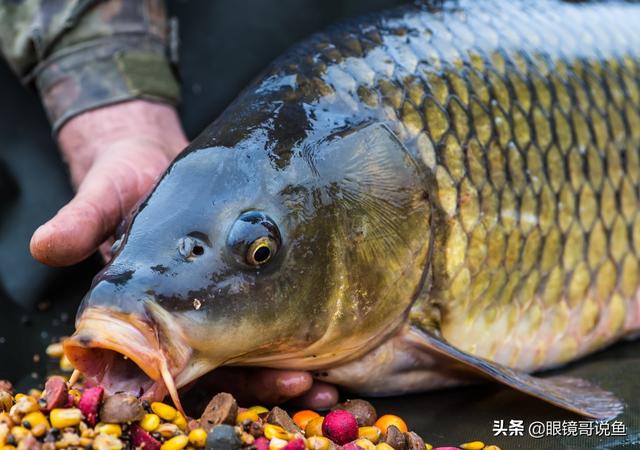 玉米钓鲤鱼靠谱吗，为什么有人用玉米钓大鱼，有人钓不到，到底跟钓技有多大关系