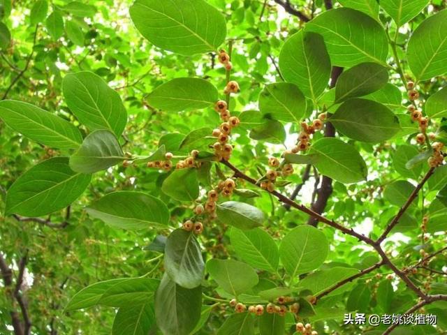 黑枣树能嫁接什么树