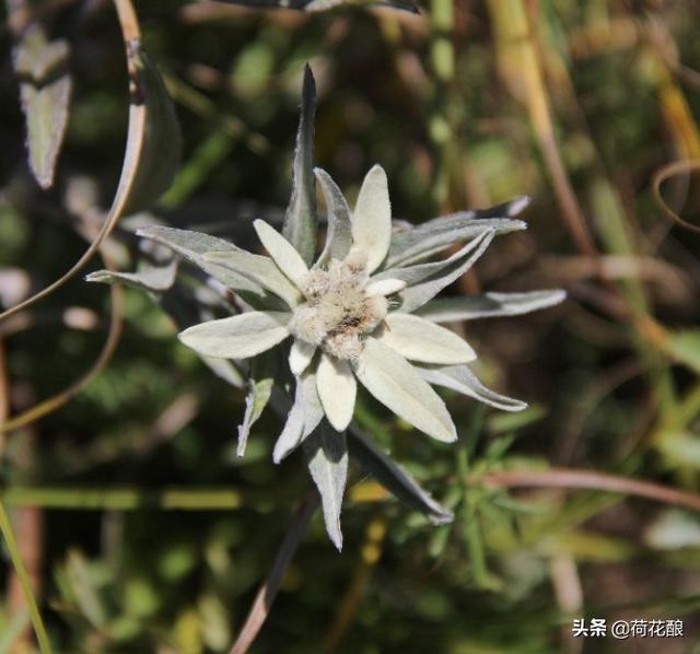 保加利亚的国花是什么花，各国的国花分别是什么花？