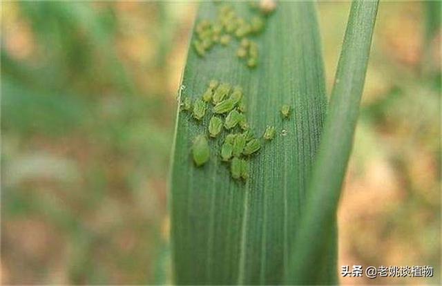 蚜虫怎么防治:蚜虫防治有什么好的办法吗？