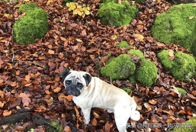 贝生吉犬的性格怎么样:贝生吉犬哪种最好 按照现在的时况，养小型的巴哥犬是不是比较好？