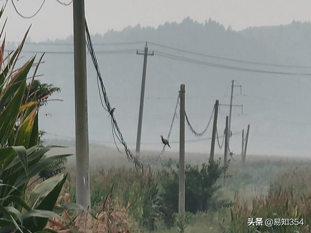 球球的老公是谁:老公出差三个月联系越来越少，连续五天了一条信息都没有，正常吗
