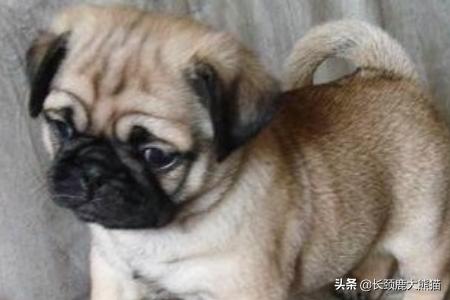 狗狗打喷嚏 流鼻涕:狗狗很活泼但是打喷嚏，狗狗老是打喷嚏哼鼻子？ 狗狗打喷嚏流鼻涕但是精神很好