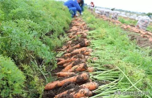 用醋灭虱子最好的方法:萝卜生虫子用白醋可以杀死吗？