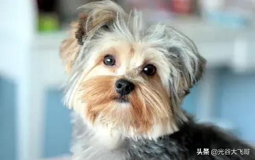 北京茶杯约克夏:有没有朋友养过茶杯犬？好养吗？