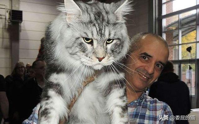 亚洲豹猫和孟加拉豹猫区别:如果家里养的猫咪能长到老虎一样大会怎么样？